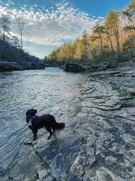 Maddie, Ashley's dog, on the water