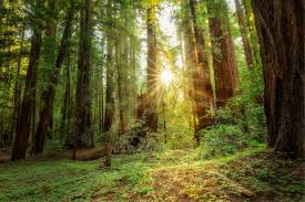 Sunlight through redwoods, Russian River Valley